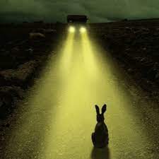 Rabbit in the Headlights